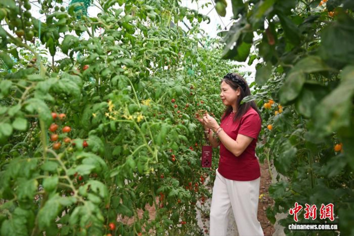 海外华媒侨领代表走访璧山七塘镇番茄小镇·果琳基地